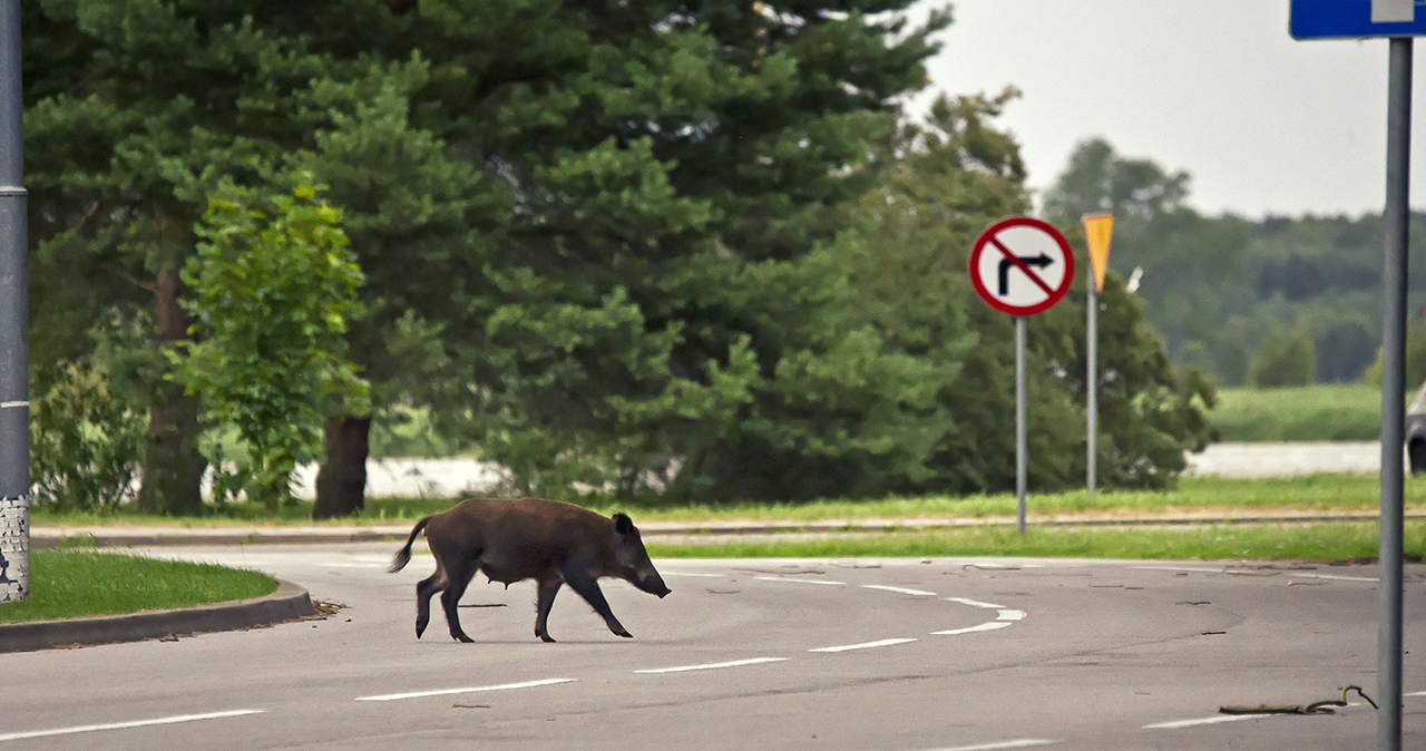 /documents/776357/30813072/que-hacer-si-te-encuentras-a-un-animal-en-la-carretera.jpg/92a055af-a606-1c8b-5f24-267a06a0d042?t=1682669437568